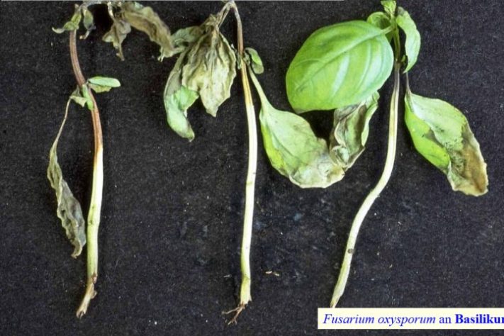 Fungo Fusarium oxysporum