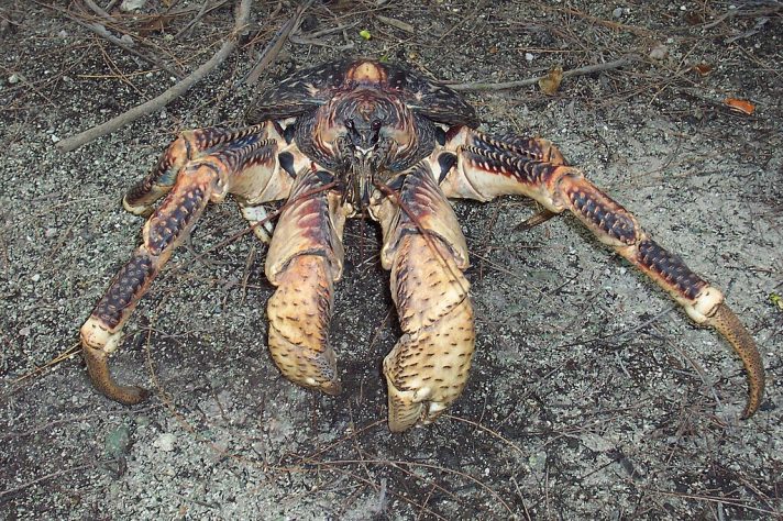 Caranguejo-dos-coqueiros