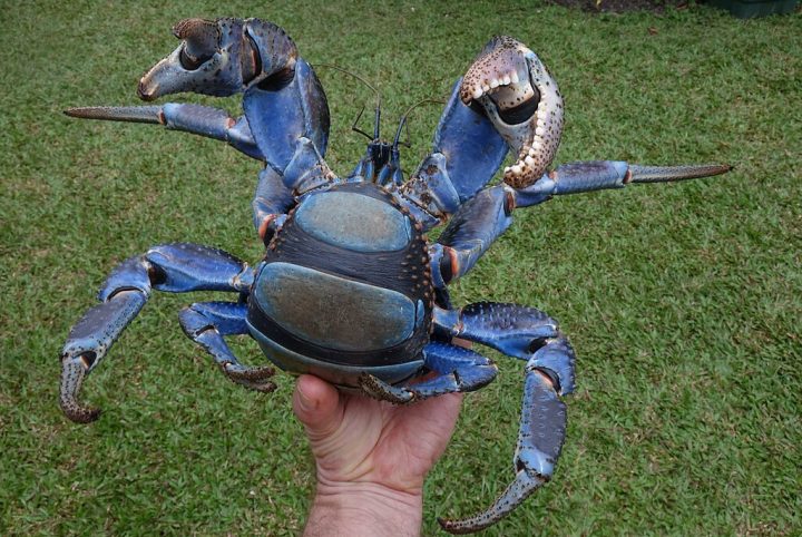 Durante uma fase da vida, ele ainda utiliza conchas para proteÃ§Ã£o, mas Ã  medida que cresce desenvolve um abdÃŽmen endurecido, dispensando o uso da concha.