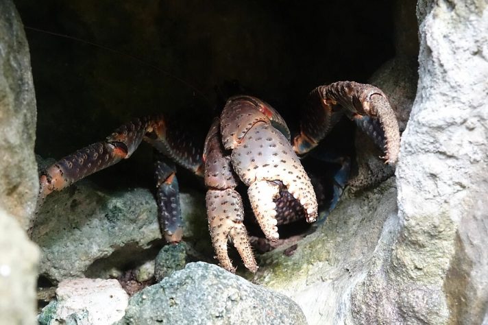 Caranguejo-dos-coqueiros