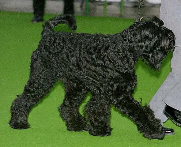 14º lugar - Terrier Preto Russo (Black Russian Terrier) – até R$?16.830. Criado na antiga URSS para fins militares, é grande, forte e usado para guarda.