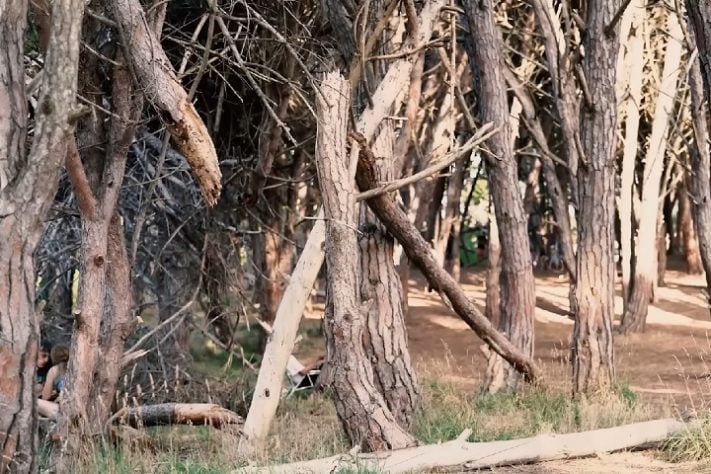 Bosque Energético - Miramar, Argentina