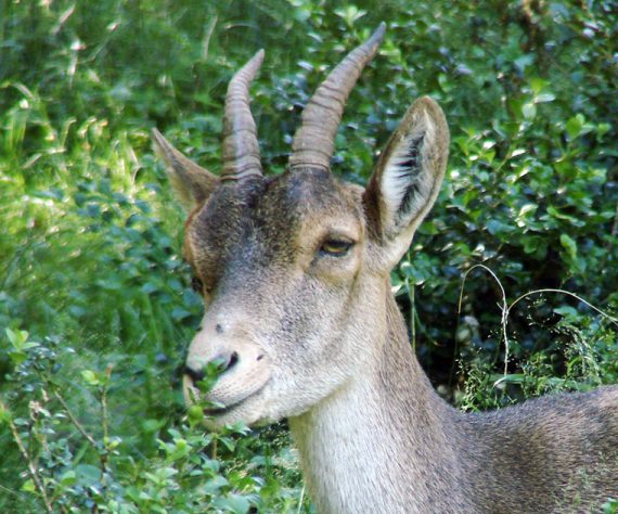 Bucardo (íbex-dos-Pireneus)