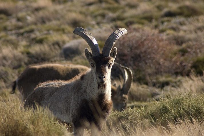 Bucardo (íbex-dos-Pireneus)