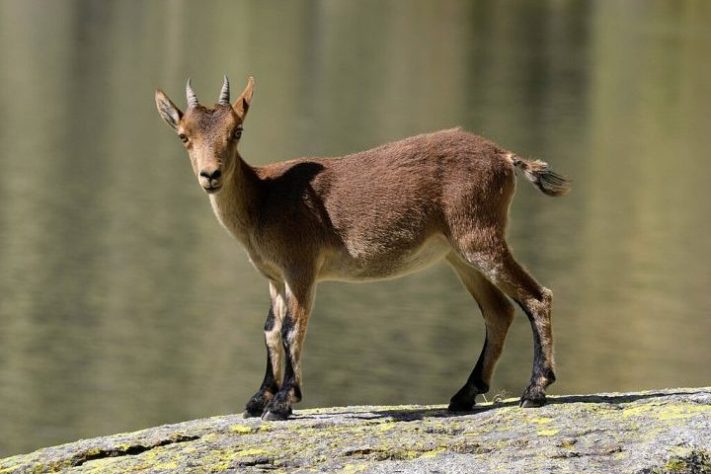 Bucardo (íbex-dos-Pireneus)