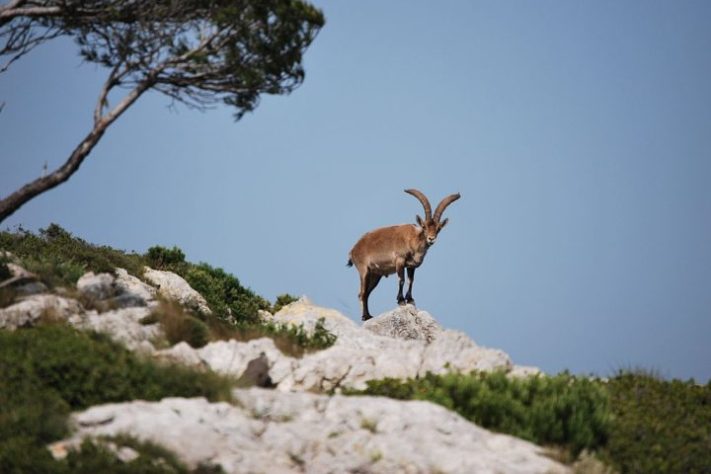 Bucardo (íbex-dos-Pireneus)