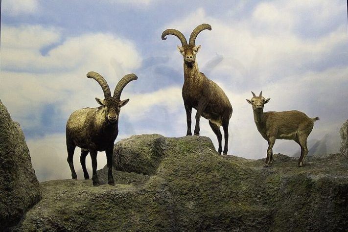 Bucardo (íbex-dos-Pireneus)