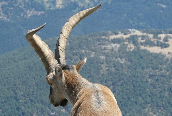 Bucardo (íbex-dos-Pireneus)
