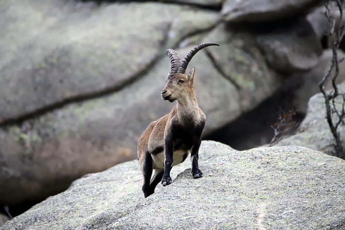 Bucardo (íbex-dos-Pireneus)