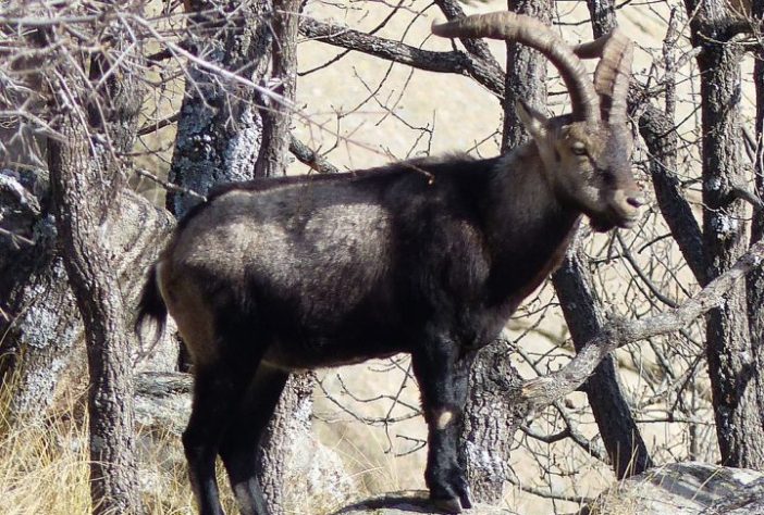 Bucardo (íbex-dos-Pireneus)