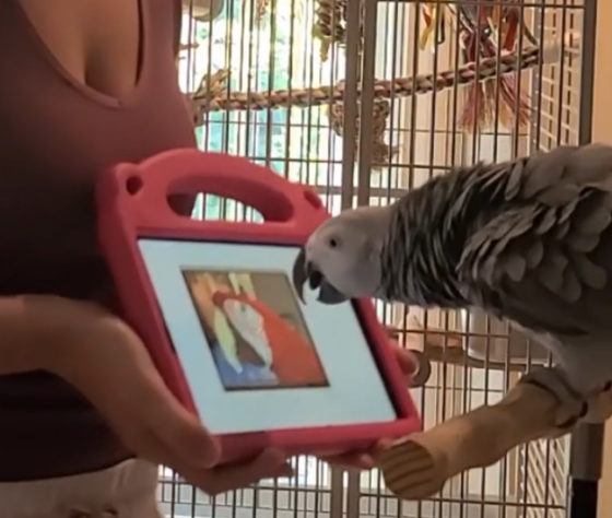 Estudo papagaios em chamadas de vídeo -