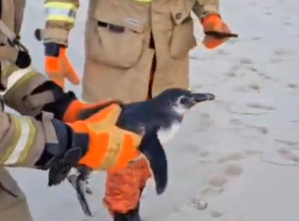 Pinguins estão chegando ao litoral brasileiro; teve resgate no Rio de Janeiro