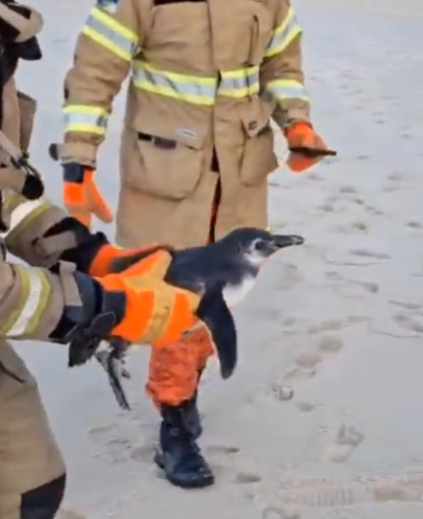 Pinguins estão chegando ao litoral brasileiro; teve resgate no Rio de Janeiro