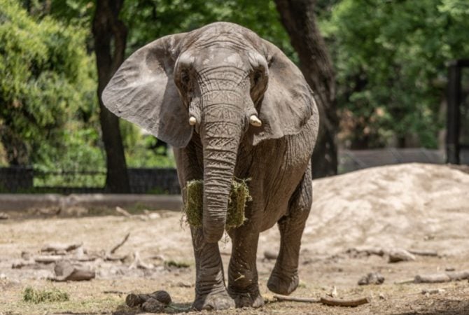 Conheça elefantas da Argentina que se mudaram para santuário no Brasil