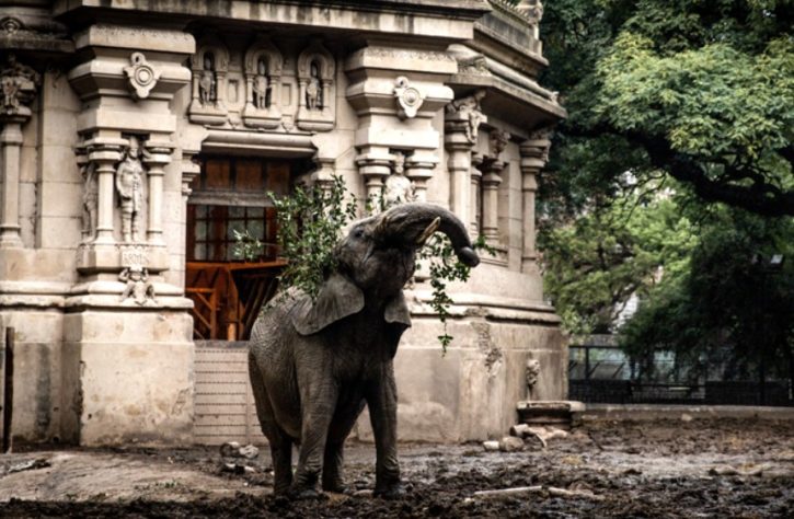 Elefante