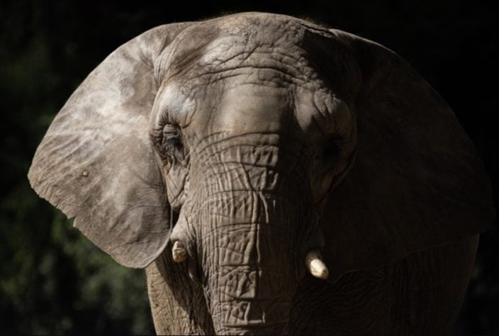 Elefante