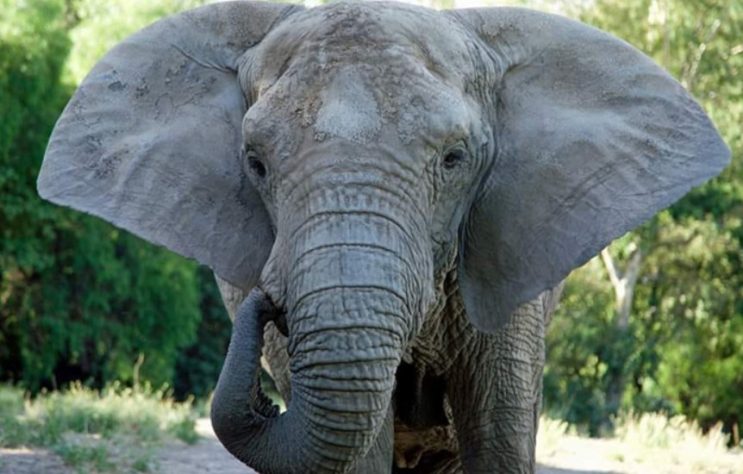 Elefante