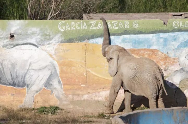 Elefante