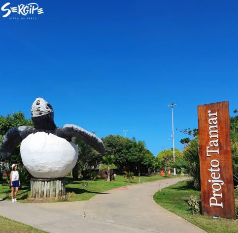 Tubarão Mega-boca encalha em Sergipe - Reprodução de Facebook