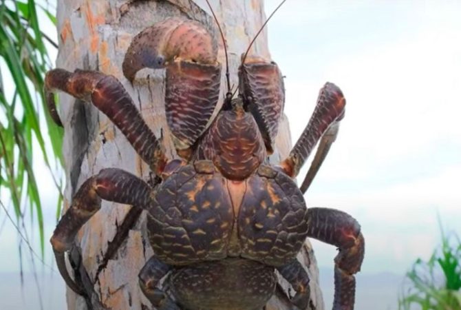 Caranguejo gigante é avistado em ilha da Índia depois de mais de 150 anos ‘desaparecido’
