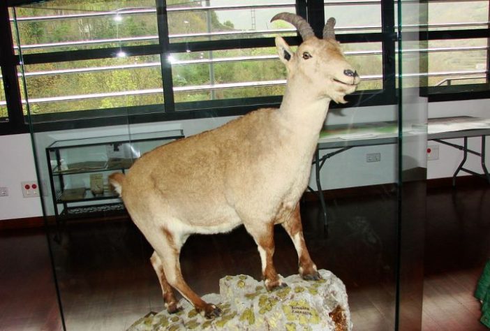Bucardo (íbex-dos-Pireneus)