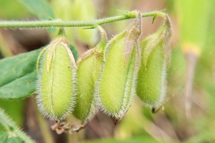 Plantas crotalaria