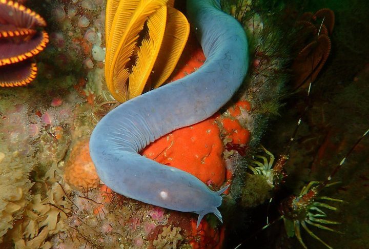 Myxini (ou "peixe-bruxa"): Esse animal marinho com forma de enguia é um dos vertebrados mais primitivos ainda vivos. Sua origem data de mais de 300 milhões de anos.