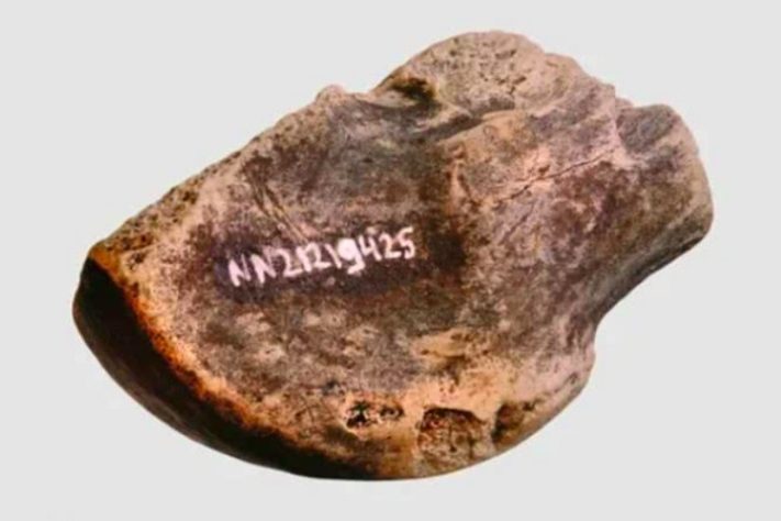 Fábrica de gordura dos neandertais é descoberta na Alemanha