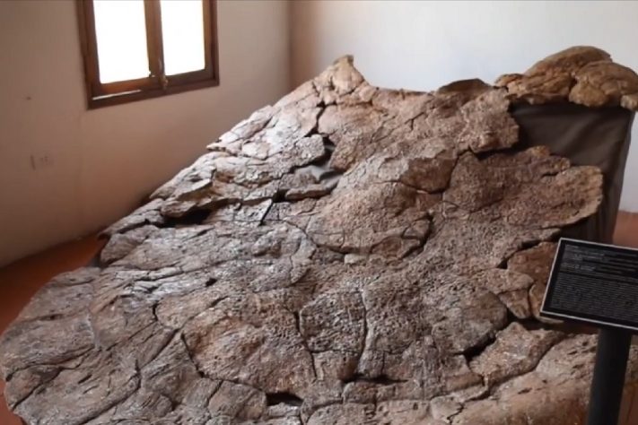 Fóssil da Tartaruga Stupendemys geographicus