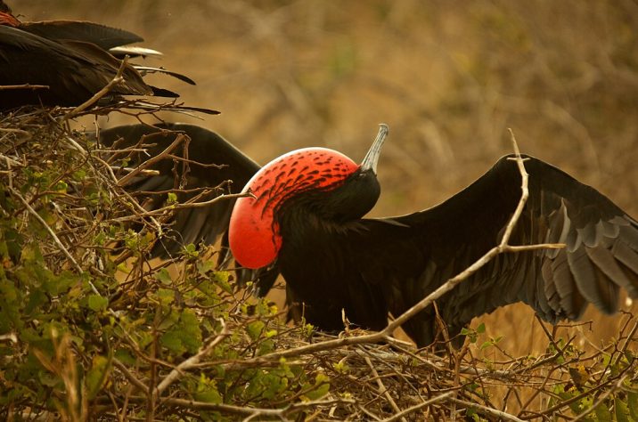 Galápagos 