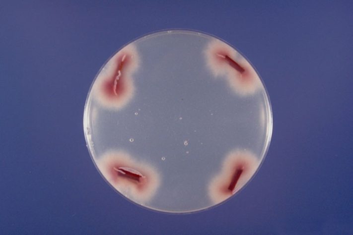 Fungo Fusarium oxysporum