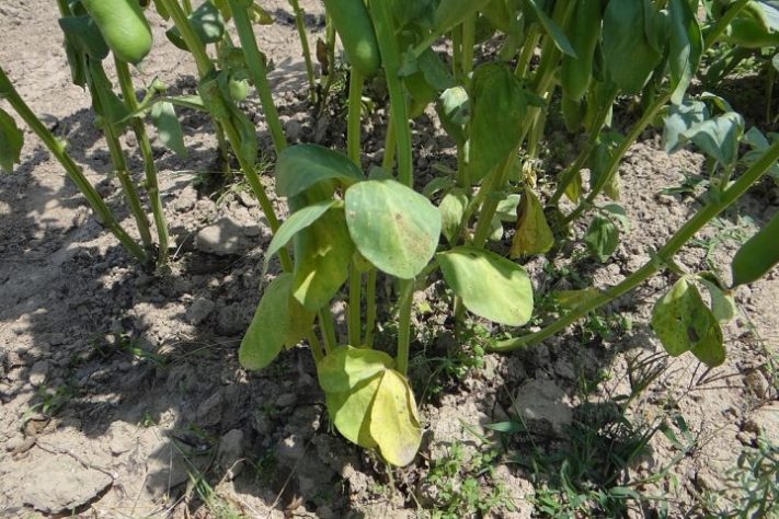 Fungo Fusarium oxysporum