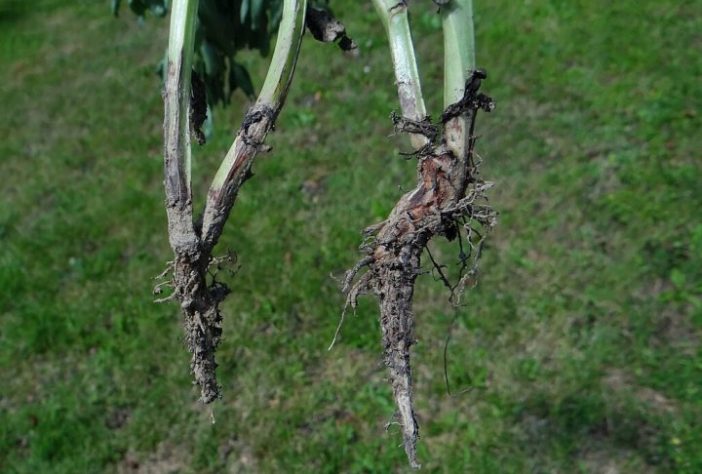 Fungo Fusarium oxysporum