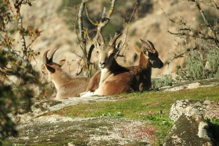 Bucardo (íbex-dos-Pireneus)