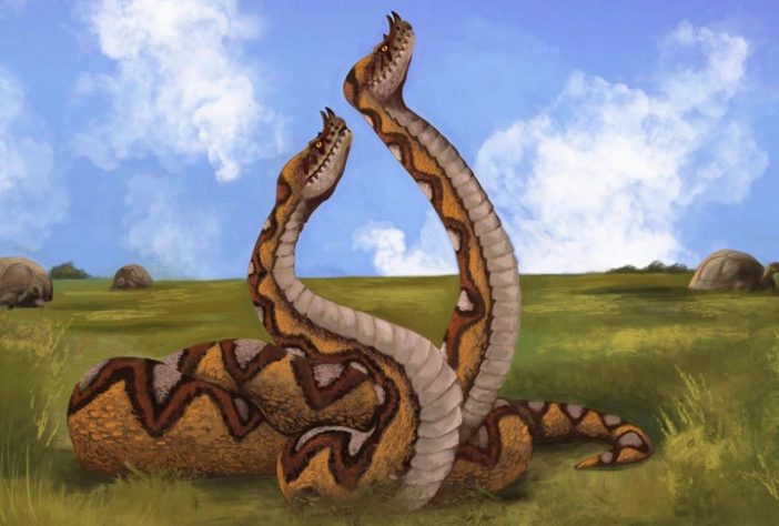 Laophis crotaloides – Reprodução