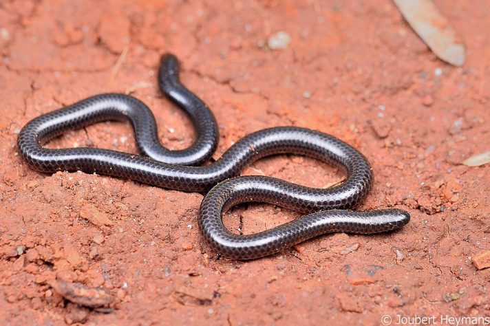 Menor cobra do mundo é redescoberta em Barbados - Joubert Heymans/iNaturalist