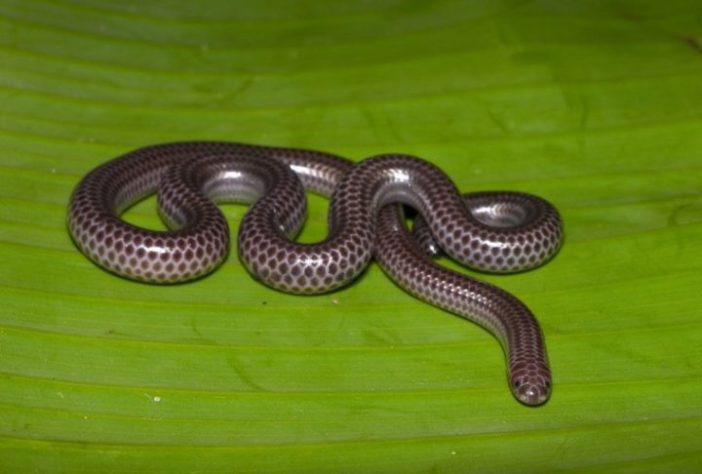 Menor cobra do mundo é redescoberta em Barbados - Wikimedia Commons/Esteban Alzate