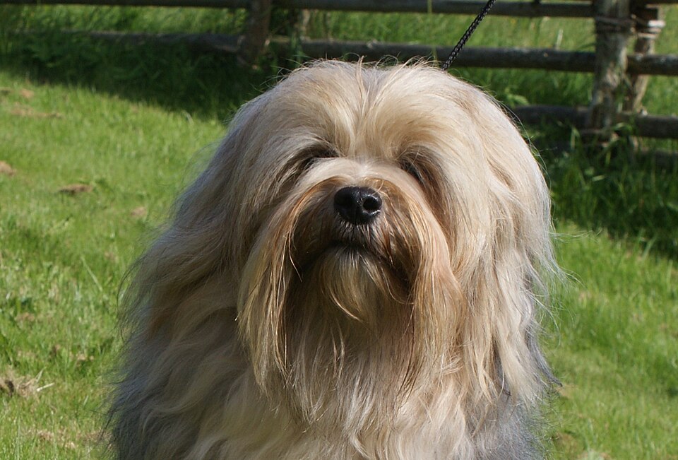 As informações sobre os preços das raças de cães foram obtidas de sites especializados em pets, seguros e comportamento canino, que frequentemente publicam rankings, como Prudent Pet Insurance, Spot Pet Insurance, Dogster e Pride + Groom. Referem-se ao ano de 2025 e são valores aproximados. 