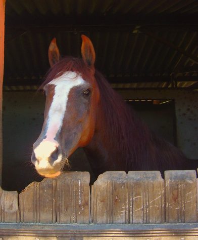 Cavalo Mangalarga Marchador
