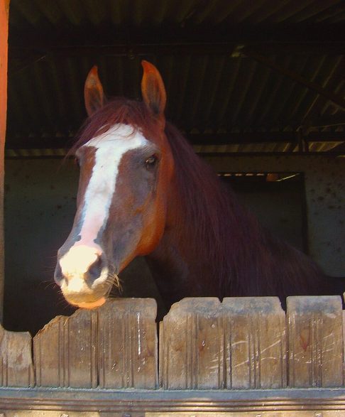 Quantum fazia parte de um consórcio de investidores, modelo comum no mercado de cavalos de elite, e sua morte gerou comoção entre os sócios.-Flickr - Jose Roberto