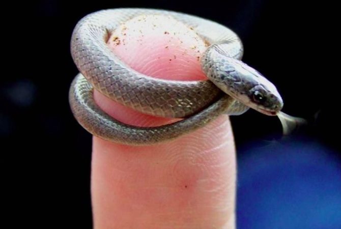 Menor cobra do mundo é ‘redescoberta’ em Barbados; entenda