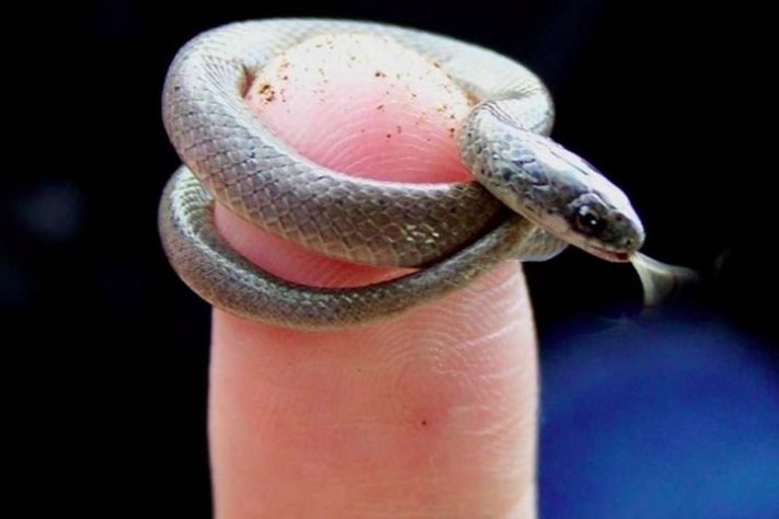 Menor cobra do mundo é redescoberta em Barbados - Stephen Blair Hedges/Universidade Estadual da Pensilvânia