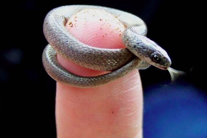 Menor cobra do mundo é redescoberta em Barbados - Stephen Blair Hedges/Universidade Estadual da Pensilvânia