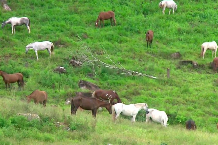 Ministério da Agricultura investiga morte de cavalos por ração contaminada