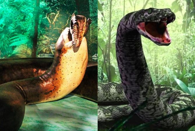 Mais de 1 tonelada! Conheça a cobra que se alimentava de crocodilos e viveu na América Latina