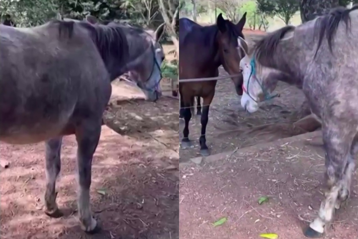 Em cavalos, a toxina causa necrose hepática grave, sobrecarregando o fígado e afetando músculos e ossos.-Montagem/Reprodução/Redes Sociais