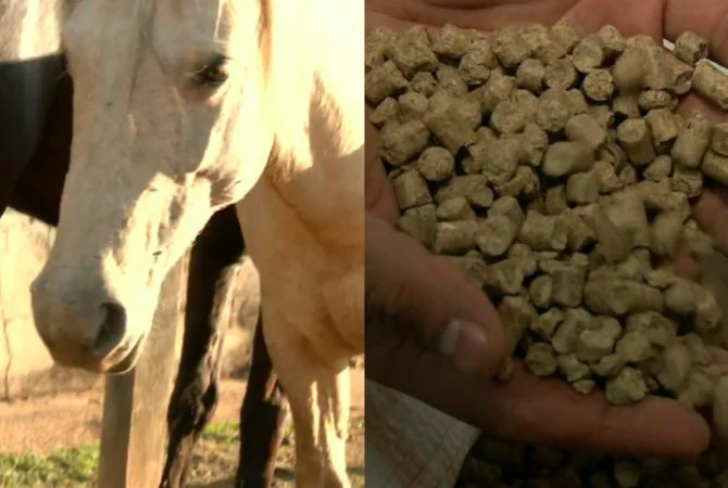 Investigação aponta substância que matou mais de 200 cavalos em haras brasileiros