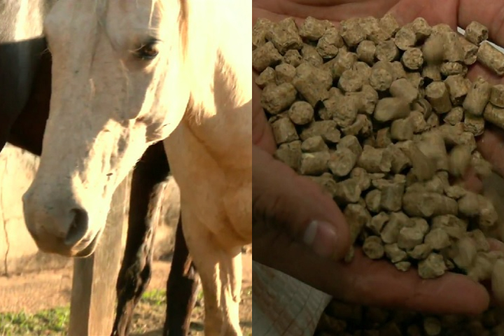 Montagem - Ministério da Agricultura investiga morte de cavalos por ração contaminada