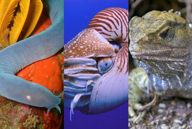 ‘Dinossauros vivos’: veja 15 animais que habitam a Terra há milhões de anos!