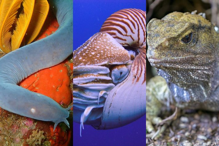 Montagem - Animais que são 